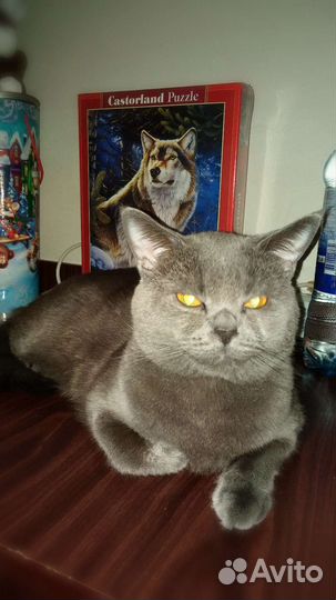 Шотландский кот вязка