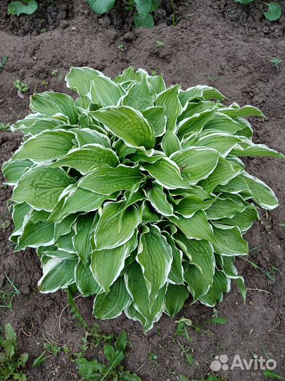 Растения для сада