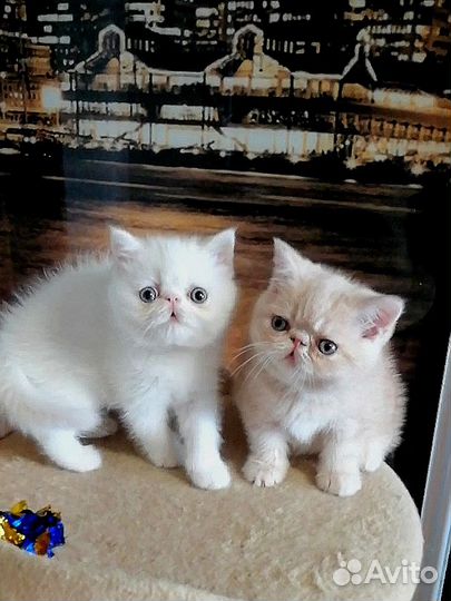 Котята порода экзот