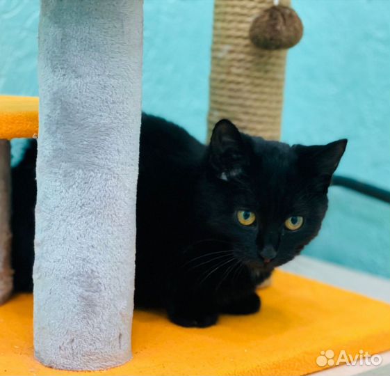 Чёрная кошечка, 3 мес, ищет дом