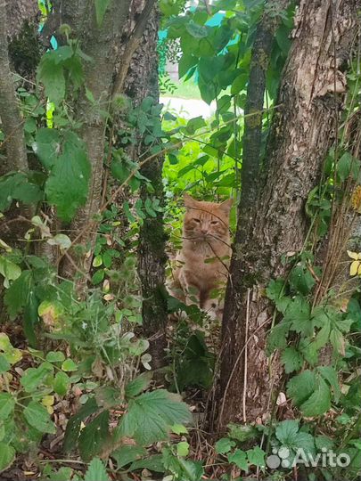 Кошка трёхцветная и кот рыжий