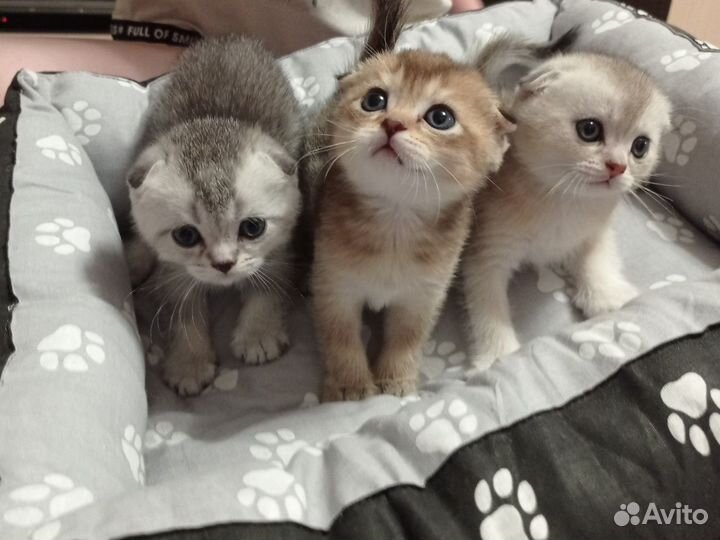 Шотландские котята