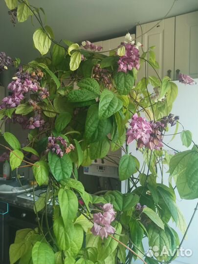 Клеродендрум, комнатное растение