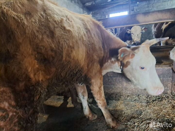Бык племенной + коровы