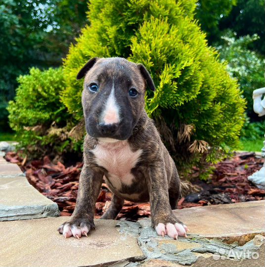 Стандартный бультерьер