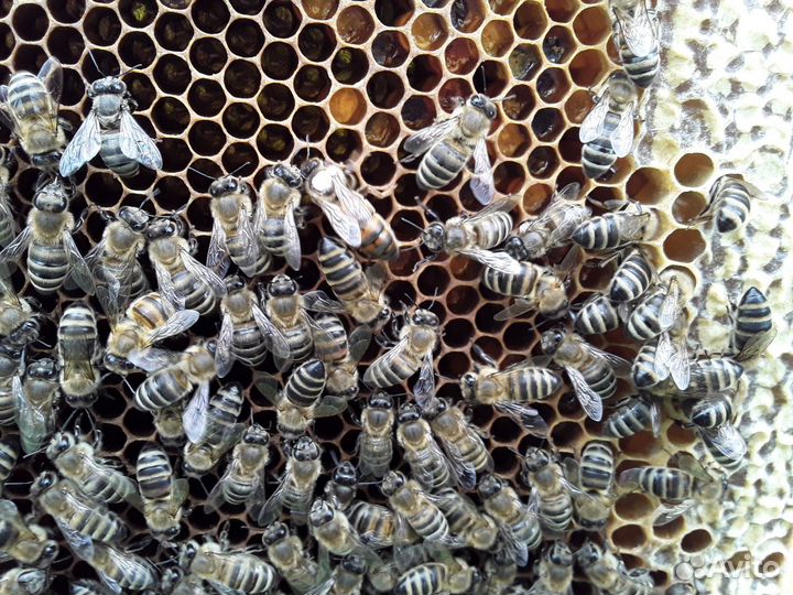 Пчёлопакеты