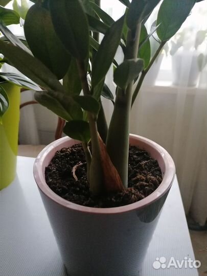 Замиокулькас