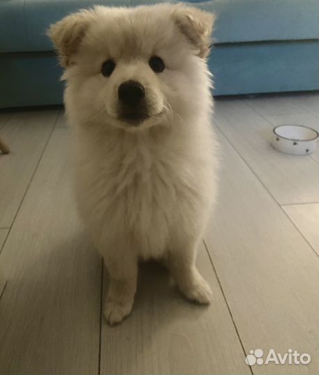 Мини самоед