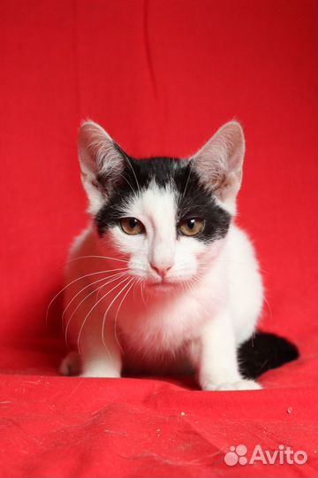 Кошка взросрая