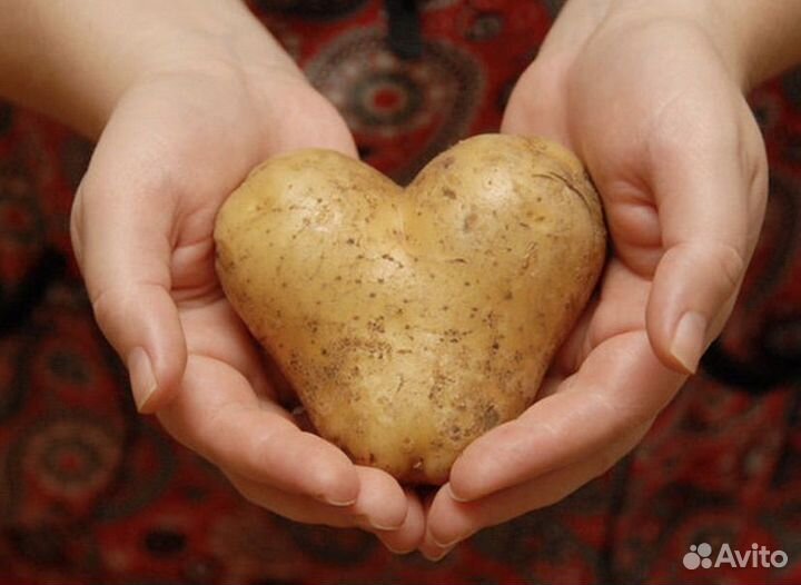 Семенной картофель на посадку