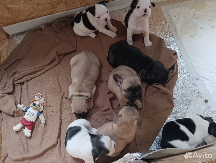 Французики