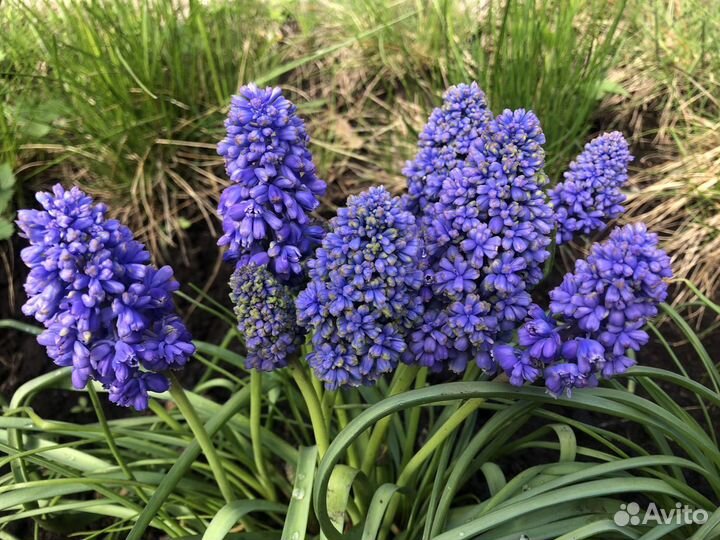 Мускари крупные сортовые