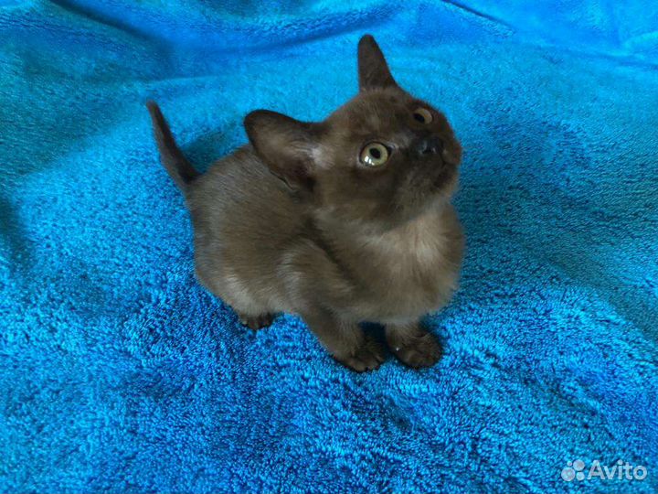 Бурманские котята
