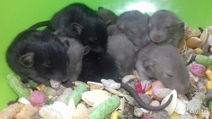 Крысята Дамбо (голубые и чёрные бриллиантики крысы