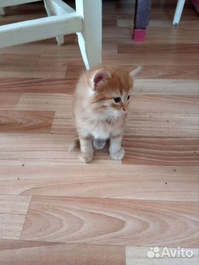 Котёнок- девочка