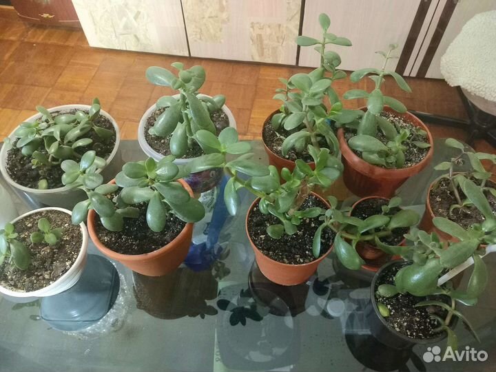 Крассула толстянка