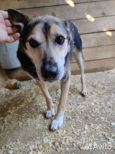 Собака с огромным сердцем никому не нужна