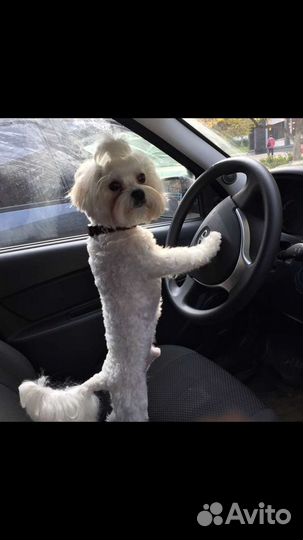 Мальтезе приглашает на вязку