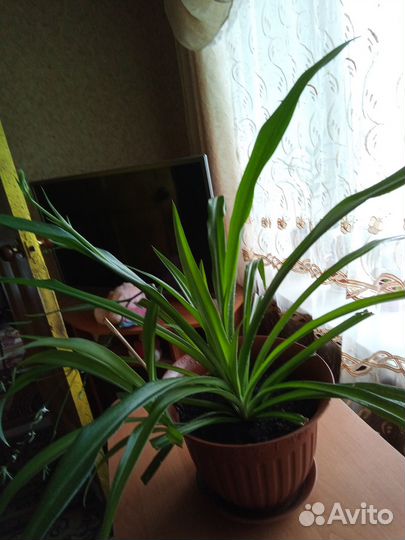 Хлорофитум капский