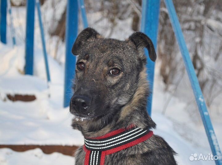 Собака Тая ждет семью