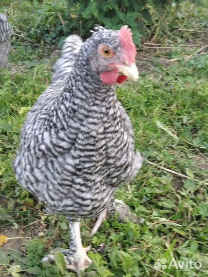 Петухи мехеленская кукушка