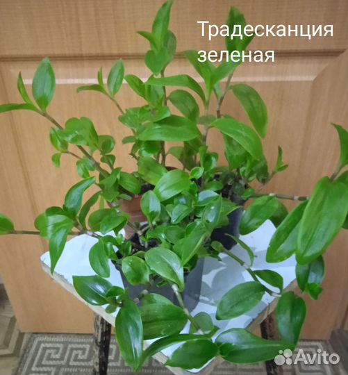 Эпипремнум, хлорофитум, декабрист, традесканция
