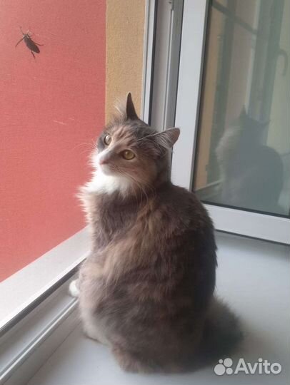 Кошки в добрые руки