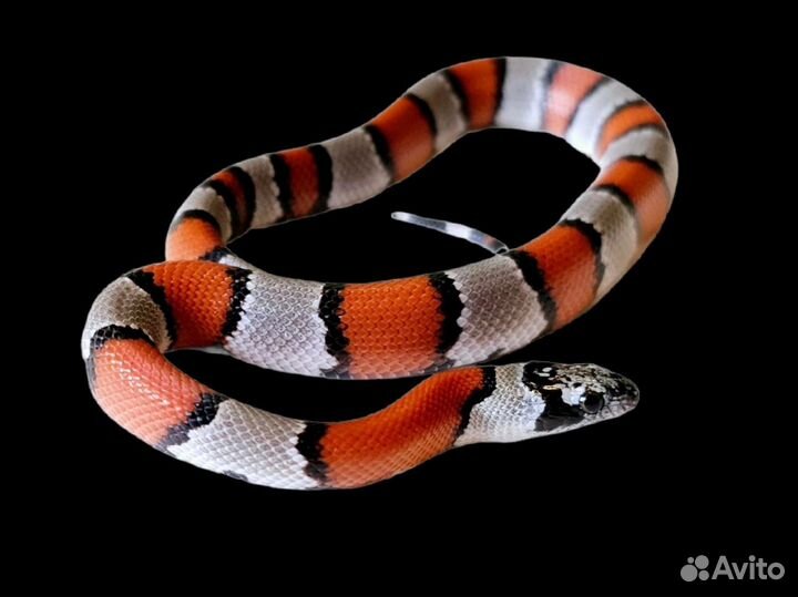 Королевская горная змея