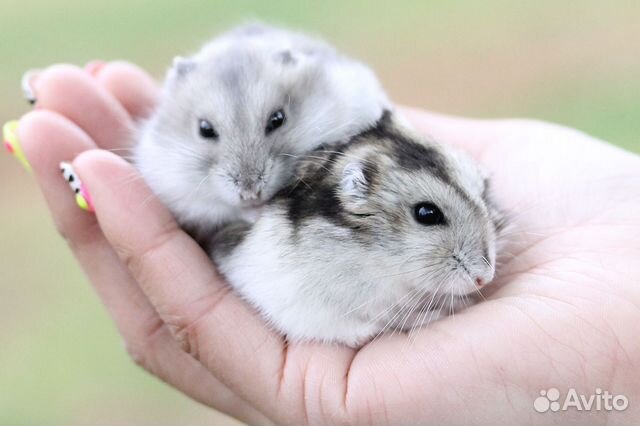 Хомячки сирийские, ангорские, джунгарские