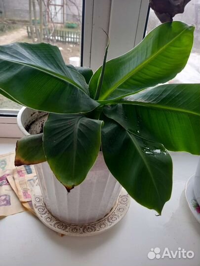 Карликовый банан