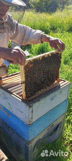 Мёд алтайский, горное разнотравье
