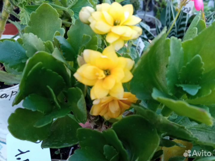 Каланхоэ цветущий, несколько сортов, есть мини