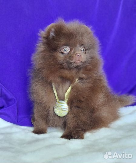 Померанский шпиц, мальчики красавчики