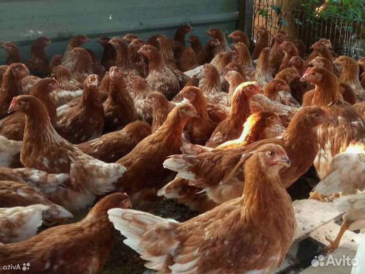 Куры несушки Кубанские красные