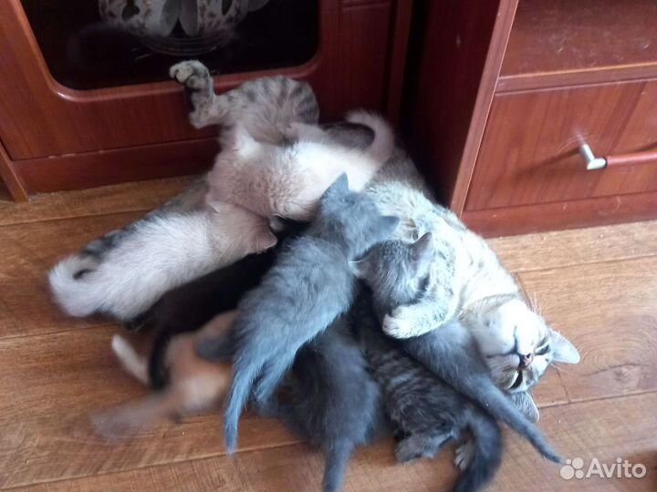 Котята отдам в добрые руки бесплатно