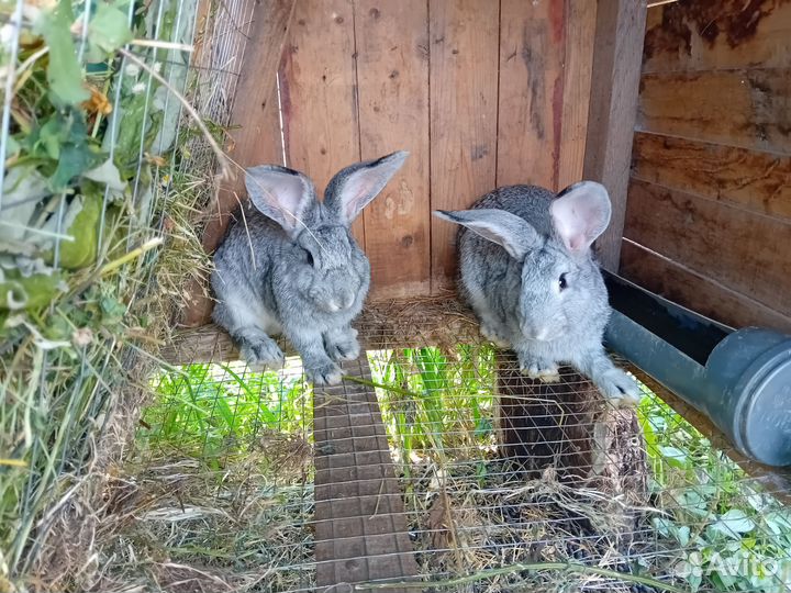 Кролики советская шиншила