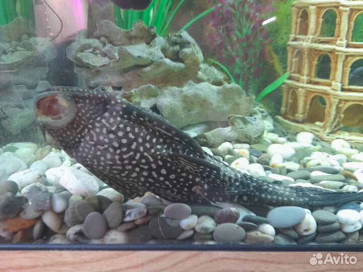 Парчевый сомик