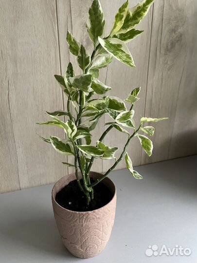 Комнатные растения