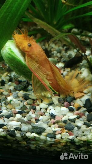 Песок белый.Анциструсы