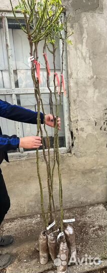 Розы на штамбе от 120см, более 40 сортов