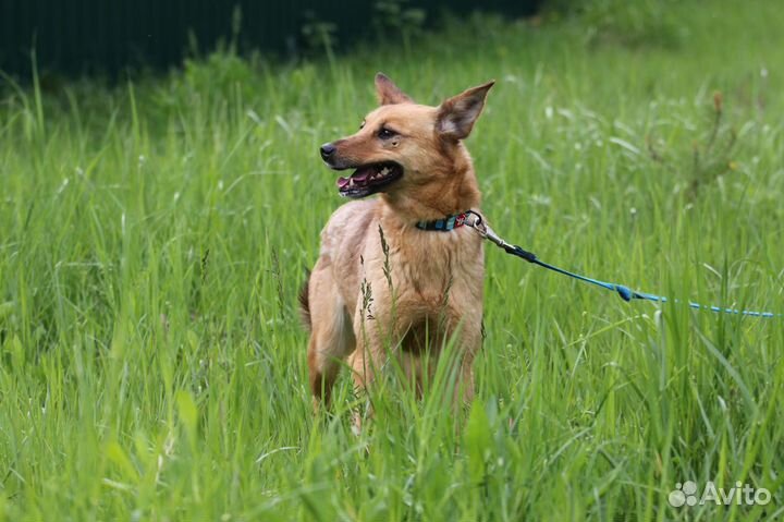 Собака Скалли