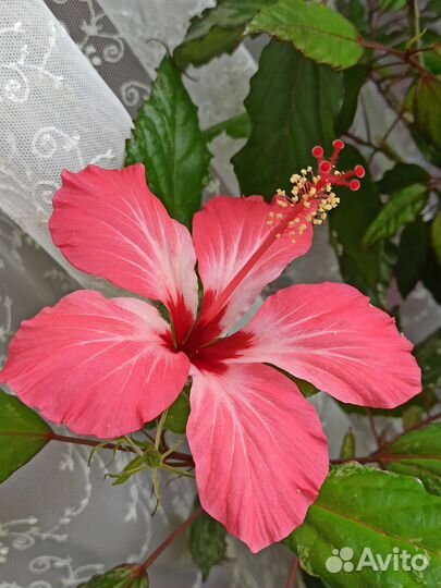 Черенок Гибискус пестролистный