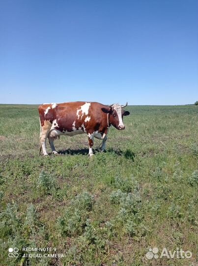 Корова высокоудойная