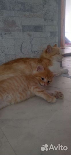 Рыжий котенок в добрые руки