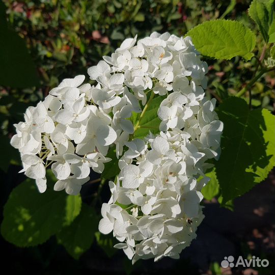 Гортензия древовидная