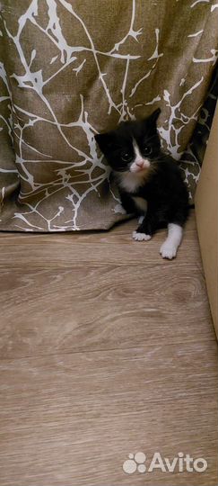 Кошка в дар