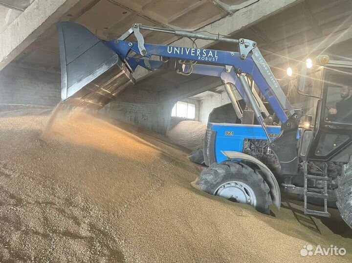 Пшеница кормовая