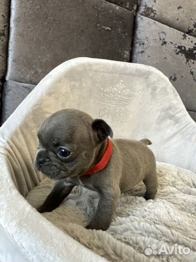 Французский бульдог голубой девочка
