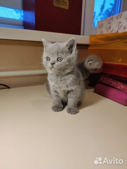 Кошечка Британец