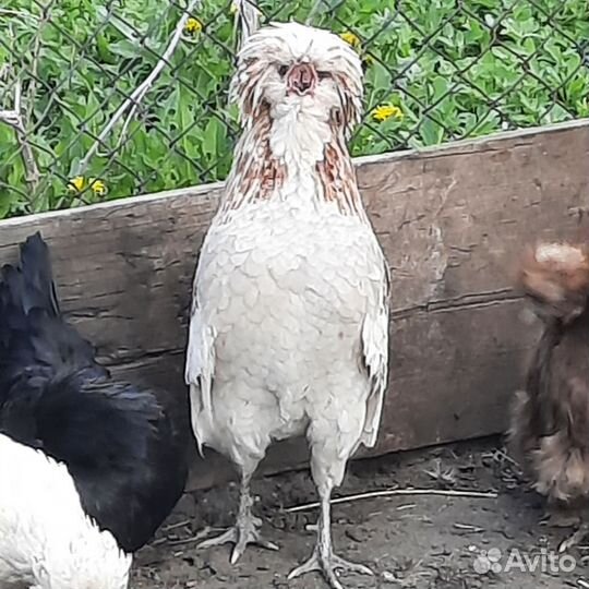 Петух Падуан